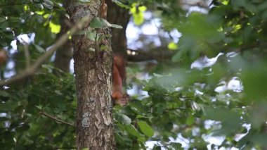 Genç sincap ağaçtan atlıyor Avrasya kırmızı sincabı (Sciurus vulgaris).