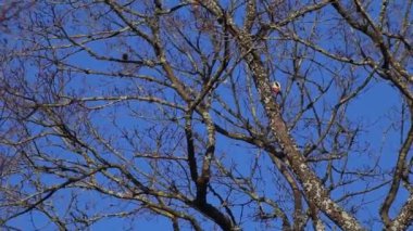 Ağaçkakan bir ağacı oyuyor. Büyük Benekli Ağaçkakan (Dendrocopos major).
