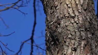 Nuthatch oyuktan çıkıyor. Avrasya Tımarhanesi. Sitta europaea.