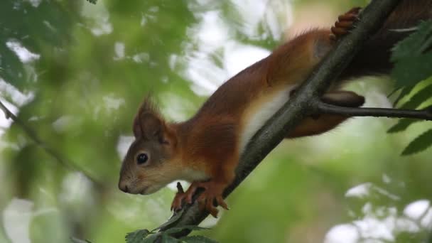 Young Squirrel Sitting Tree Eurasian Red Squirrel Sciurus Vulgaris — Stock Video