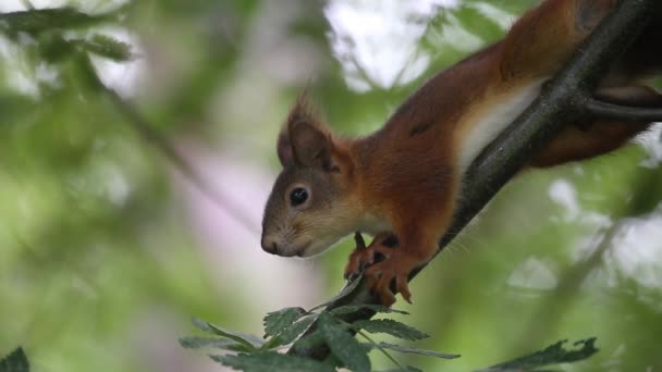 Esquilo Jovem Sentado Árvore Esquilo Vermelho Eurasiano Sciurus Vulgaris — Vídeo de Stock