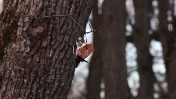 啄木鸟吃喂食器 大斑点啄木鸟 Dendrocopos Major — 图库视频影像