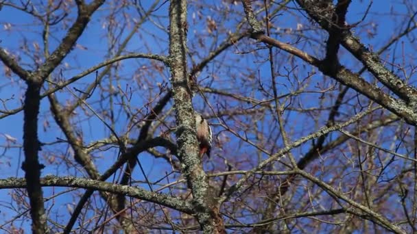 Harkály Kiássa Fát Középponti Harkály Vagy Európai Harkály Dendrocoptes Medius — Stock videók