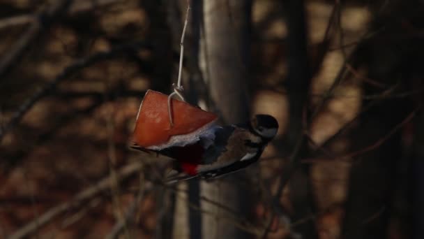 啄木鸟吃喂食器 大斑点啄木鸟 Dendrocopos Major — 图库视频影像