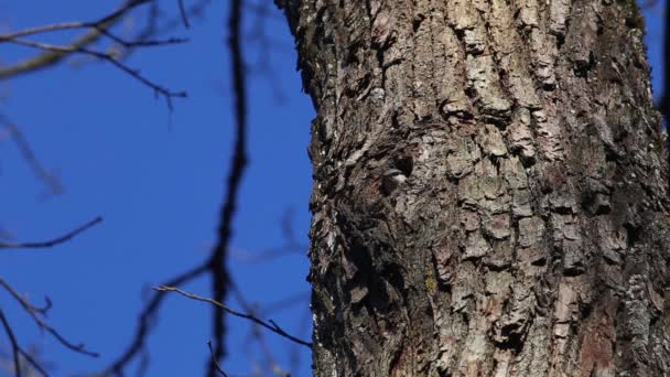 Nuthatch Sale Del Hueco Eurasia Nuthatch Sitta Europaea — Vídeos de Stock