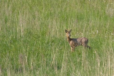 Karaca (Capreolus capreolus)