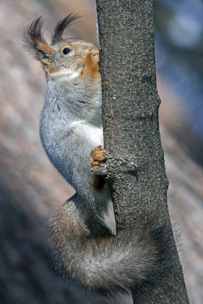 松鼠坐在树上 欧亚红松鼠 Sciurus Vulgaris — 图库照片