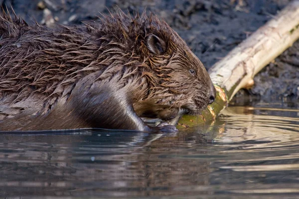 Eurasian Beaver Castor Fiber — Stock Photo, Image