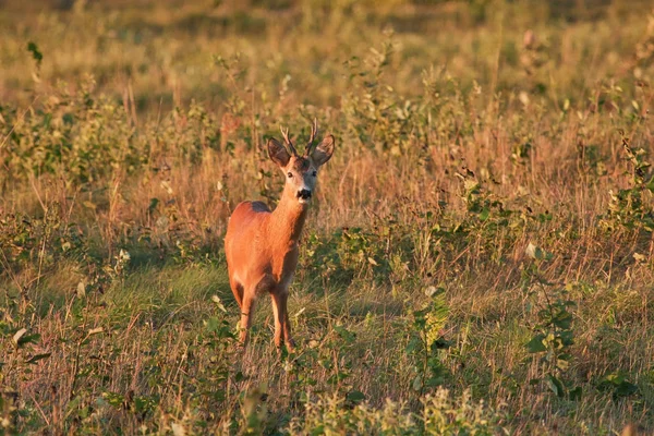 Ζαρκάδι Capreolus Capreolus — Φωτογραφία Αρχείου