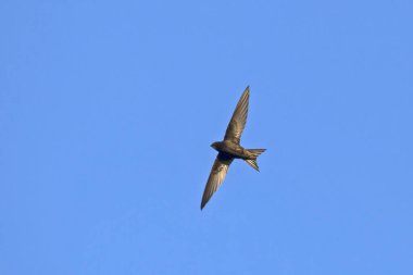 Uçan swift. Ortak Swift (Apus apus).