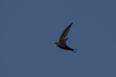 Uçan swift. Ortak Swift (Apus apus).