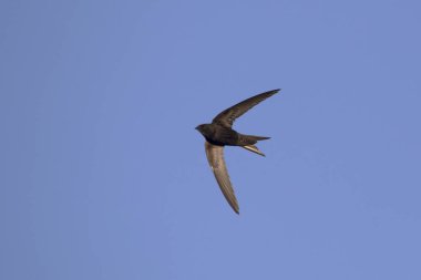 Uçan swift. Ortak Swift (Apus apus).