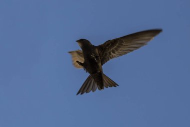 Uçan swift. Ortak Swift (Apus apus).