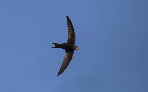 Flugsegler Mauersegler Apus Apus — Stockfoto