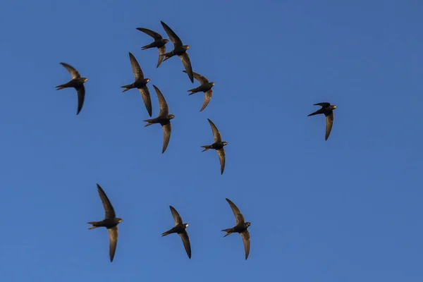 Egy Csapat Repülő Fekete Swift Gyakori Swift Apus Apus — Stock Fotó