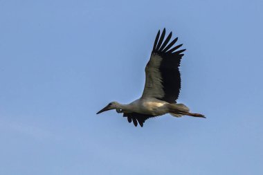 Mavi gökyüzünde uçan genç beyaz leylek. Beyaz leylek (Ciconia ciconia).
