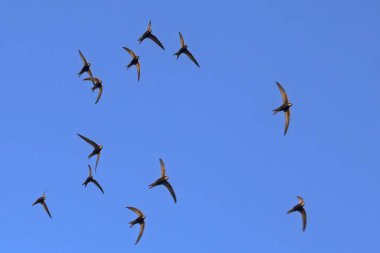 Uçan siyah kırlangıçlar sürüsü. Genel Swift (Apus apus).