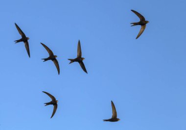 Uçan siyah kırlangıçlar sürüsü. Genel Swift (Apus apus).