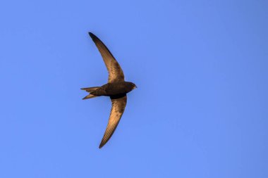 Uçan swift. Ortak Swift (Apus apus).