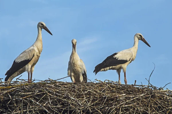 Tre Unga Storkar Boet Vitstork Ciconia Ciconia — Stockfoto