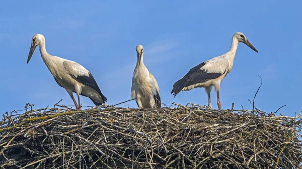 Tre Unga Storkar Boet Vitstork Ciconia Ciconia — Stockfoto