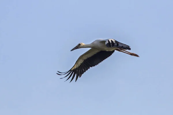 Joven Cigüeña Blanca Volando Sobre Cielo Azul Cigüeña Blanca Ciconia — Foto de Stock