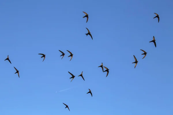 Bando Lanças Pretas Voadoras Frequentes Swift Apus Apus — Fotografia de Stock