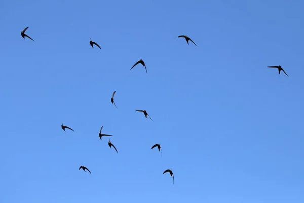 Eine Schar Fliegender Schwarzer Mauersegler Mauersegler Apus Apus — Stockfoto