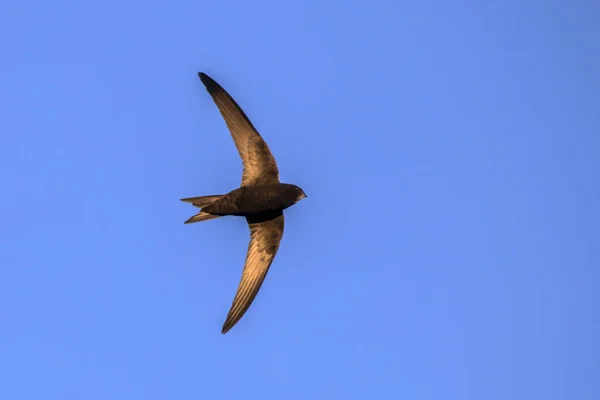 Flugsegler Mauersegler Apus Apus — Stockfoto