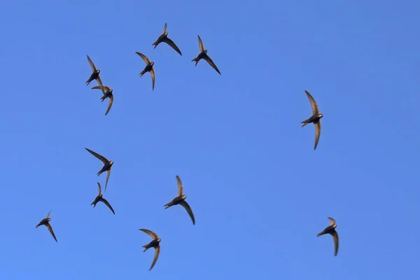 Eine Schar Fliegender Schwarzer Mauersegler Mauersegler Apus Apus Stockfoto