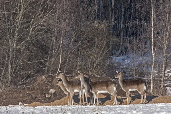 Troupeau Daims Dama Dama Sur Mangeoire Chasse — Photo