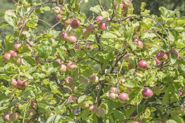 Renkli tarımsal bileşim. Yazın sonunda ağaçta olgun elmalar.