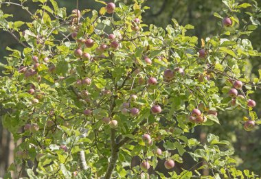Renkli tarımsal bileşim. Yazın sonunda ağaçta olgun elmalar.