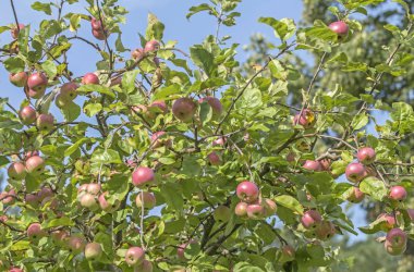 Renkli tarımsal bileşim. Yazın sonunda ağaçta olgun elmalar.