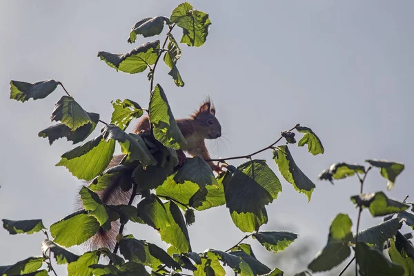 Ağaçta Oturan Genç Sincap Avrasya Kızıl Sincabı Sciurus Vulgaris — Stok fotoğraf