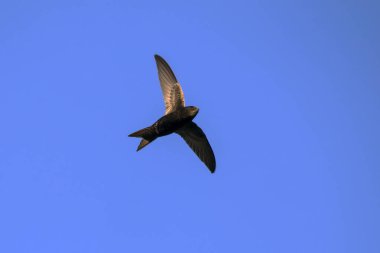 Uçan swift. Ortak Swift (Apus apus).