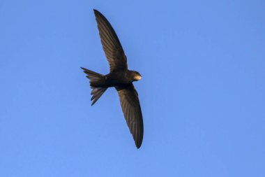 Uçan swift. Ortak Swift (Apus apus).