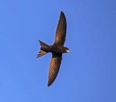 Uçan swift. Ortak Swift (Apus apus).