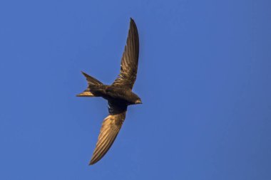 Uçan swift. Ortak Swift (Apus apus).