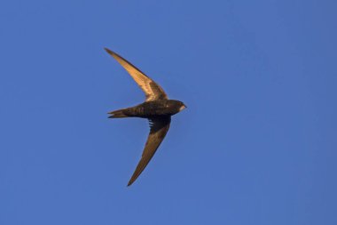 Uçan swift. Ortak Swift (Apus apus).