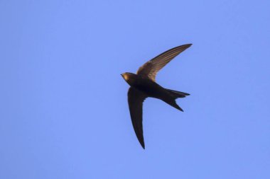 Uçan swift. Ortak Swift (Apus apus).