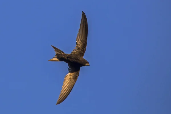 Vliegende Swift Gierzwaluw Apus Apus — Stockfoto