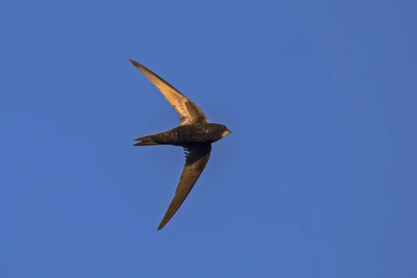 Летит Быстро Common Swift Apus Apus — стоковое фото