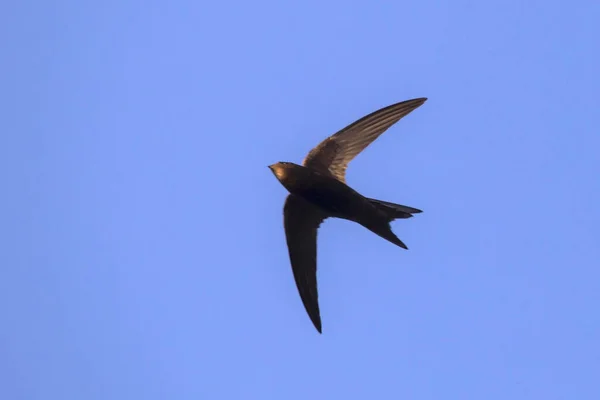 Flugsegler Mauersegler Apus Apus — Stockfoto