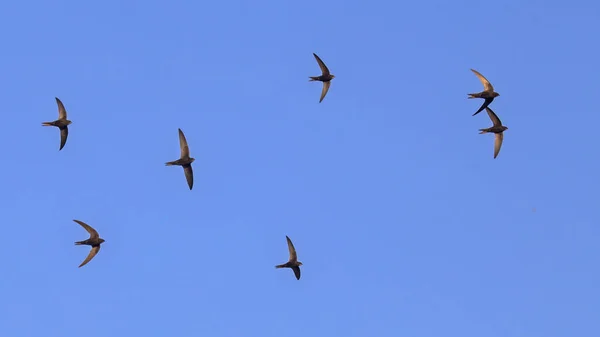 Una Bandada Vencejos Negros Voladores Frecuentes Swift Apus Apus — Foto de Stock