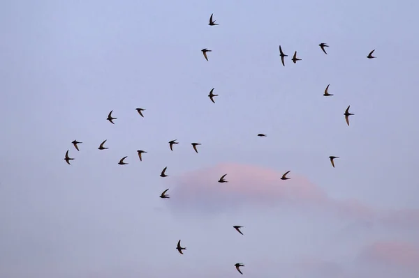 Eine Schar Fliegender Schwarzer Mauersegler Mauersegler Apus Apus — Stockfoto