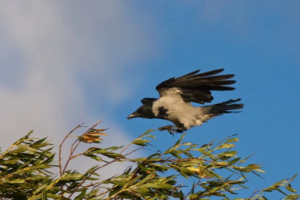 Hooded Crow (Corvus cornix) flying on the blue sky.