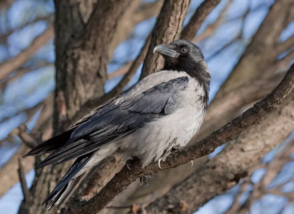 Varjú Fán Csuklyás Varjú Corvus Cornix — Stock Fotó