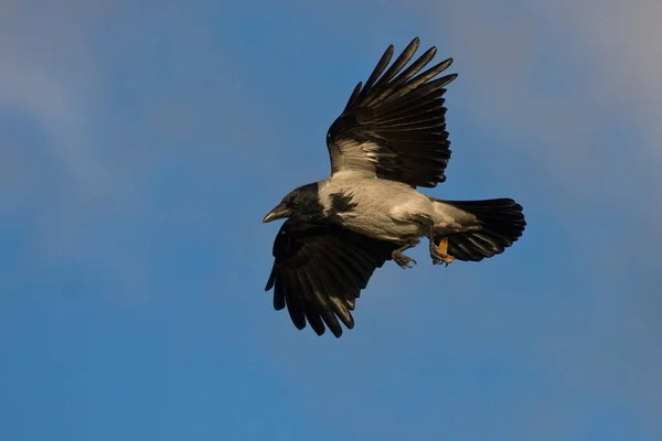 Flying Crow Landing Bush Hooded Crow Corvus Cornix — Stock Photo, Image