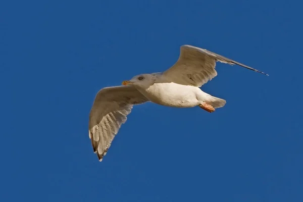 Giovane Gabbiano Aringa Che Vola Sul Cielo Blu — Foto Stock